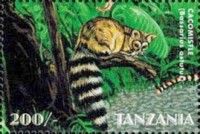 Bassanscus astutus