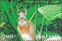 Patagonian Mara (Dolichotis patagonum)