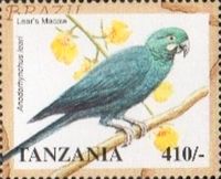 Lear's Macaw (Anodorhynchus leari)