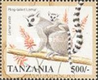 Ring-Tailed Lemur (Lemur catta)