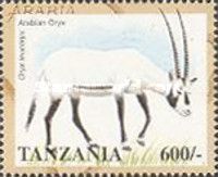 Arabian Oryx (Oryx leucoryx)