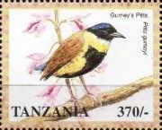 Gurney's pitta (Pitta gurneyi)