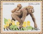 Western Lowland Gorilla (Gorilla gorilla gorilla)