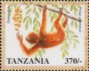 Bornean Orangutan (Pongo pygmaeus)