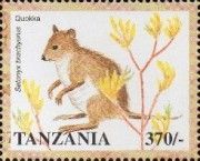 Quokka (Setonix brachyurus)