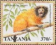 Superagüi lion Tamarin (Leontopithecus caissara)
