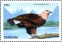 Pallas's fish eagle (Haliaeetus leucoryphus)