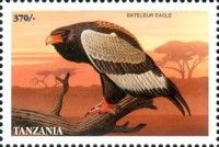Bateleur (Terathopius ecaudatus)