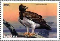 Martial Eagle (Polemaetus bellicosus)