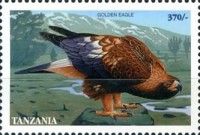 Golden eagle (Aquila chrysaetos)