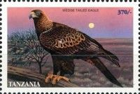 Wedge-tailed eagle (Aquila audax)