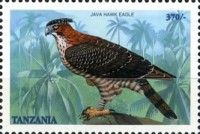 Javan Hawk-Eagle (Nisaetus bartelsi)
