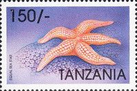 Equal sea star