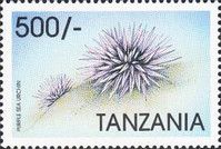 Purple sea urchin