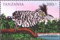 Barred Antshrike (Thamnophilus doliatus)