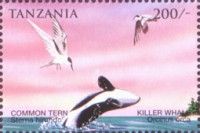 Killer Whale (Orcinus orca)