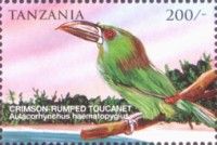 Crimson-rumped Toucanet (Aulacorhynchus haematopygus)
