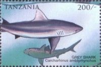 Carcharhinus amblyrhynchos