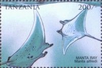 Manta alfredi