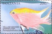Paraglyphodon melas