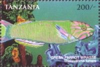 Moon Wrasse (Thalassoma lunare)
