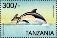 Common Dolphin (Delphinus delphis)