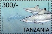 Carcharhinus maculipinnis