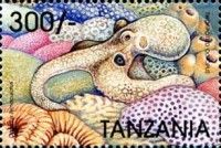 Octopus bimaculatus