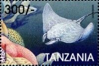 Manta birostris