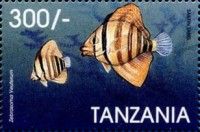 Sailfin Tang (Zebrasoma veliferum)