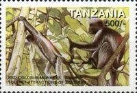 Zanzibar Red Colobus Monkey (Piliocolobus kirkii)