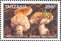 Tricholoma flavovirens