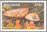 Boletus chrysenteron