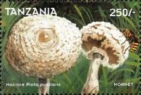 Macrolepiots puelaris