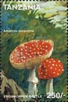 Fly Agaric (Amanita muscaria), Click Beetle (F: Elateridae)
