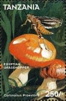 Goliath Webcap (Cortinarius praestans), Egyptian Locust (Ana