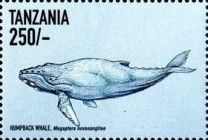 Humpback Whale (Megaptera novaeangliae)