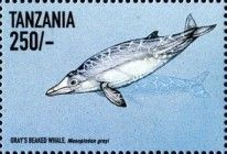 Gray's Beaked Whale (Mesoplodon grayi)