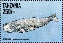 Sperm Whale (Physeter macrocephalus)