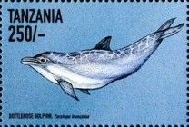 Common Bottlenose Dolphin (Tursiops truncatus)