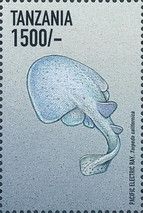 Pacific Electric Ray (Torpedo californica)