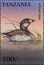 Atitlan Grebe (Podilymbus gigas)