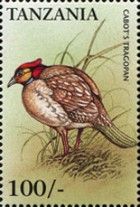Cabot's Tragopan (Tragopan caboti)
