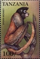 Central American Spider Monkey (Ateles geoffroyi)