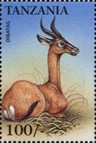Ammodorcas clarkei (Dibatag)