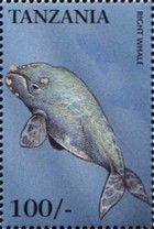 Southern Right Whale (Eubalaena australis)