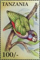 Imperial Amazon (Amazona imperialis)