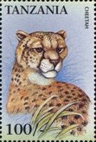 Cheetah (Acinonyx jubatus)
