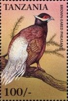 Brown Eared-Pheasant (Crossoptilon mantchuricum)
