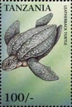 Dermochelys coriacea